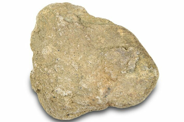 Dinosaur (Triceratops) Frill Shield Section - Montana #321974